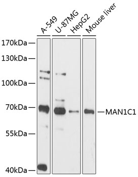 MAN1C1 Polyclonal Antibody