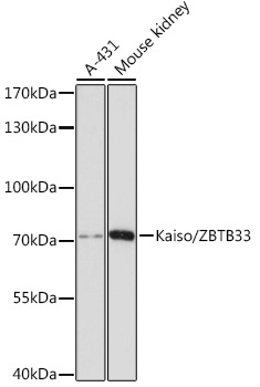 Kaiso/ZBTB33 Polyclonal Antibody