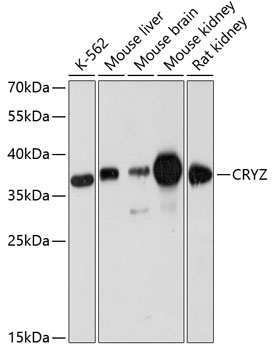 CRYZ Polyclonal Antibody