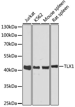 TLX1 Polyclonal Antibody