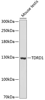 TDRD1 Polyclonal Antibody