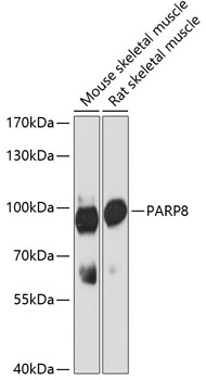 PARP8 Polyclonal Antibody