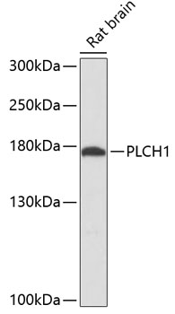 PLCH1 Polyclonal Antibody