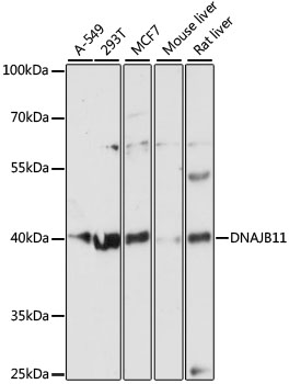 DNAJB11 Polyclonal Antibody