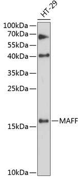 MAFF Polyclonal Antibody