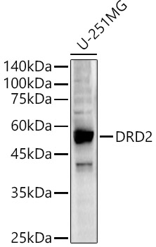 DRD2 Polyclonal Antibody