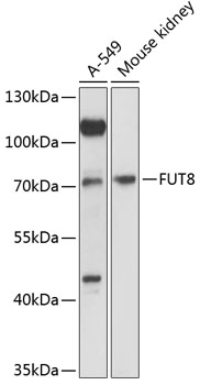 FUT8 Polyclonal Antibody