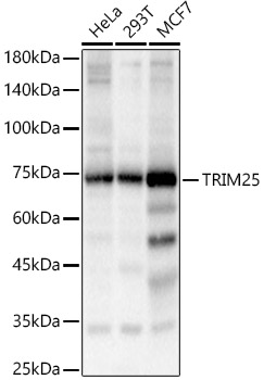 TRIM25 Polyclonal Antibody