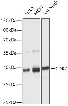 CDK7 Polyclonal Antibody