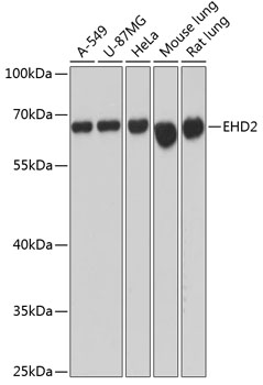 EHD2 Polyclonal Antibody