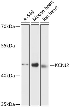 KCNJ2 Polyclonal Antibody