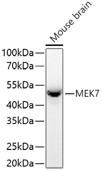 MEK7 Monoclonal Antibody [1T3M6]