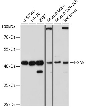 PGA5 Polyclonal Antibody