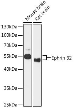 Ephrin B2 Polyclonal Antibody