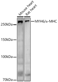 MYH6/a-MHC Polyclonal Antibody