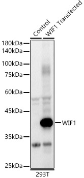 WIF1 Polyclonal Antibody