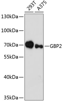 GBP2 Polyclonal Antibody