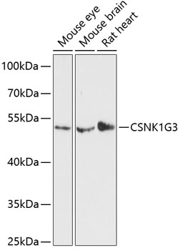 CSNK1G3 Polyclonal Antibody