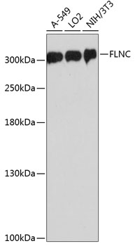 FLNC Polyclonal Antibody