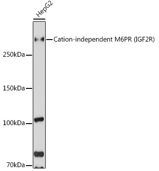Cation-independent M6PR (IGF2R) Polyclonal Antibody