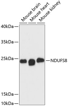NDUFS8 Polyclonal Antibody