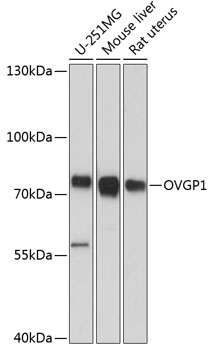 OVGP1 Polyclonal Antibody