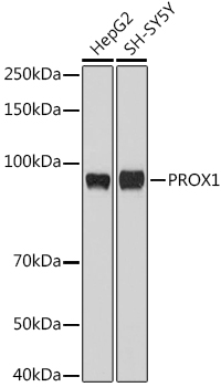 PROX1 Polyclonal Antibody