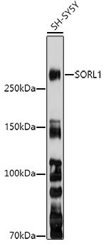 SORL1 Polyclonal Antibody