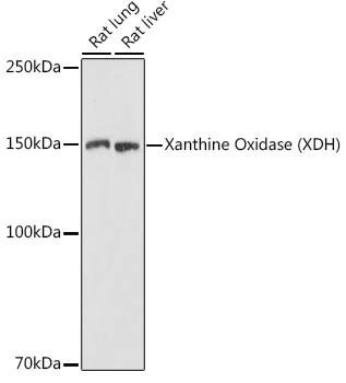 Xanthine Oxidase (XDH) Polyclonal Antibody
