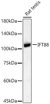 IFT88 Polyclonal Antibody