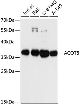 ACOT8 Polyclonal Antibody&nbsp;<img src="images/icon_newarrival.gif" alt="new" border="0">
