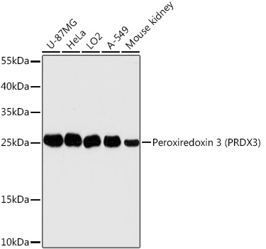 Peroxiredoxin 3 (PRDX3) Polyclonal Antibody