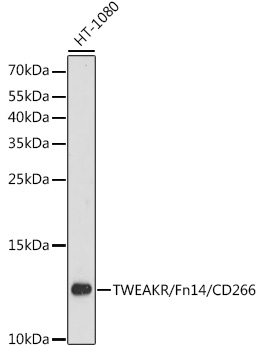 TWEAKR/Fn14/CD266 Polyclonal Antibody