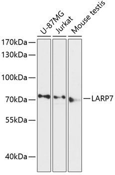 LARP7 Polyclonal Antibody