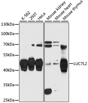 LUC7L2 Polyclonal Antibody