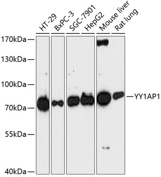 YY1AP1 Polyclonal Antibody