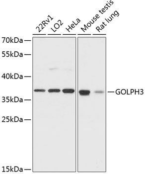 GOLPH3 Polyclonal Antibody