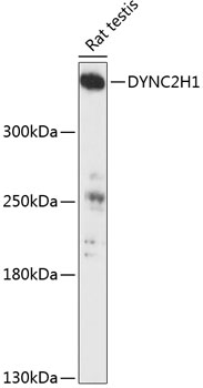 DYNC2H1 Polyclonal Antibody