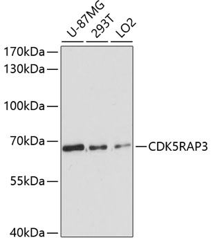 CDK5RAP3 Polyclonal Antibody