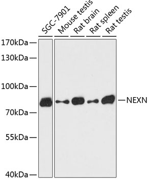 NEXN Polyclonal Antibody