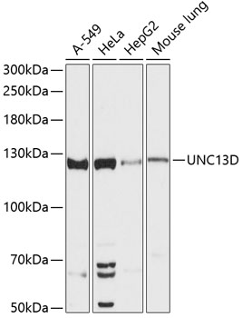 UNC13D Polyclonal Antibody