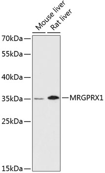 MRGPRX1 Polyclonal Antibody