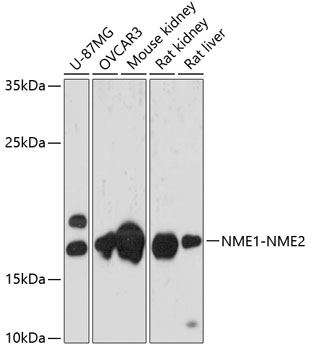 NME1-NME2 Polyclonal Antibody