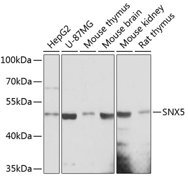 SNX5 Polyclonal Antibody