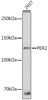 PER2 Polyclonal Antibody