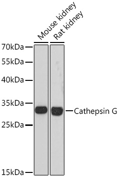 Cathepsin G Polyclonal Antibody