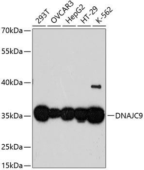 DNAJC9 Polyclonal Antibody