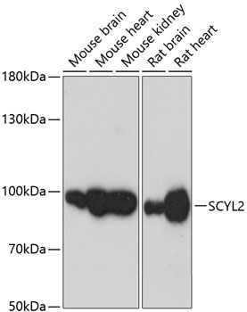 SCYL2 Polyclonal Antibody