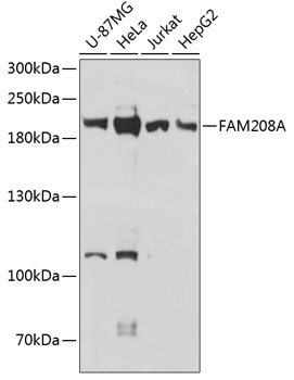 FAM208A Polyclonal Antibody