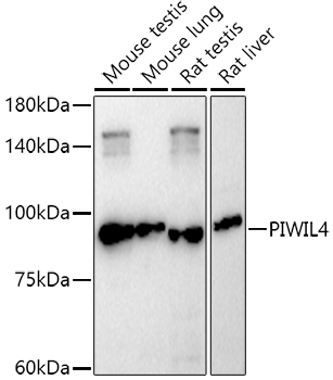 PIWIL4 Polyclonal Antibody